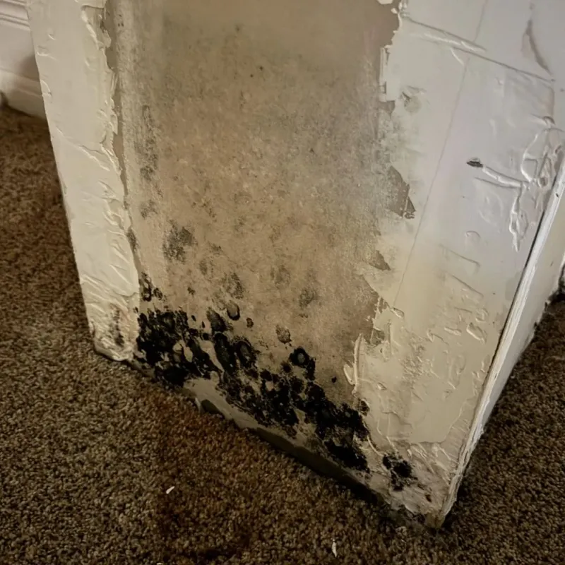 Professional Mold Removal in Monrovia, CA
